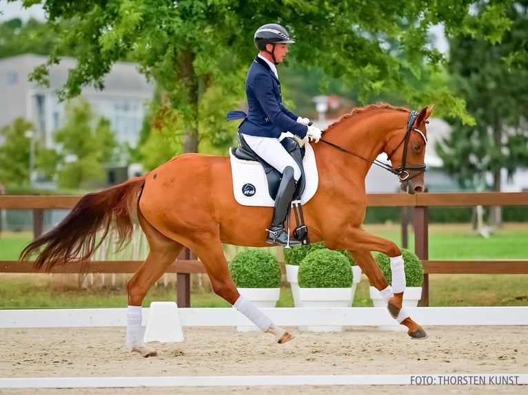 Hannover Giumenta 4 Anni 165 cm Sauro in Verden