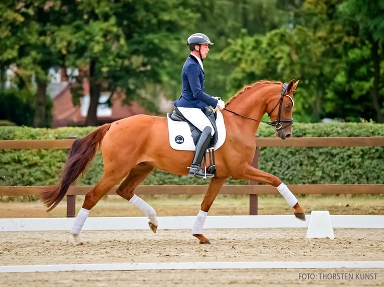 Hannover Giumenta 4 Anni 165 cm Sauro in Verden