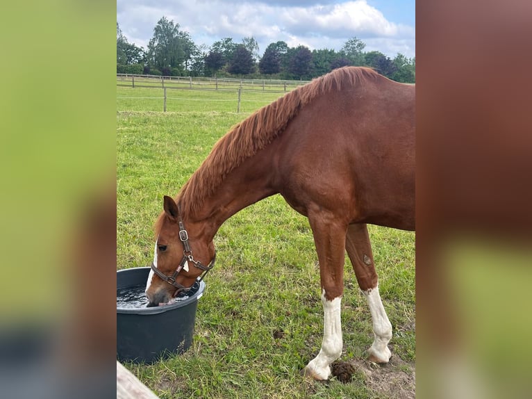 Hannover Giumenta 4 Anni 165 cm Sauro in Oststeinbek