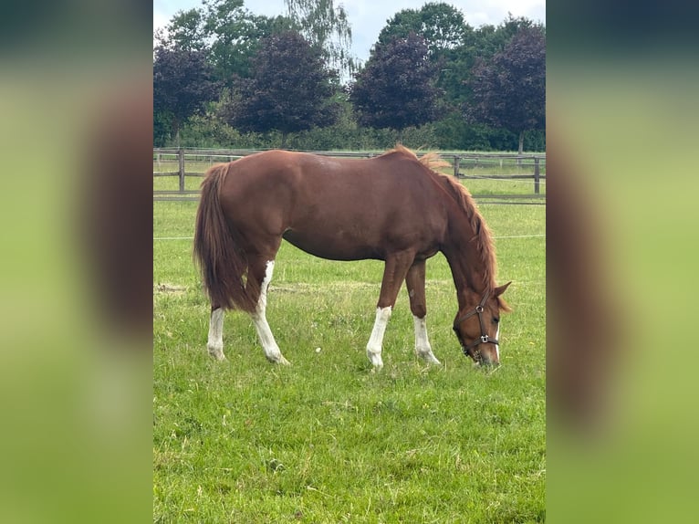 Hannover Giumenta 4 Anni 165 cm Sauro in Oststeinbek