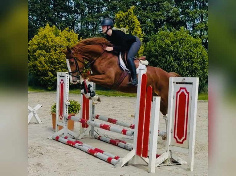 Hannover Giumenta 4 Anni 165 cm Sauro in OststeinbekOststeinbek