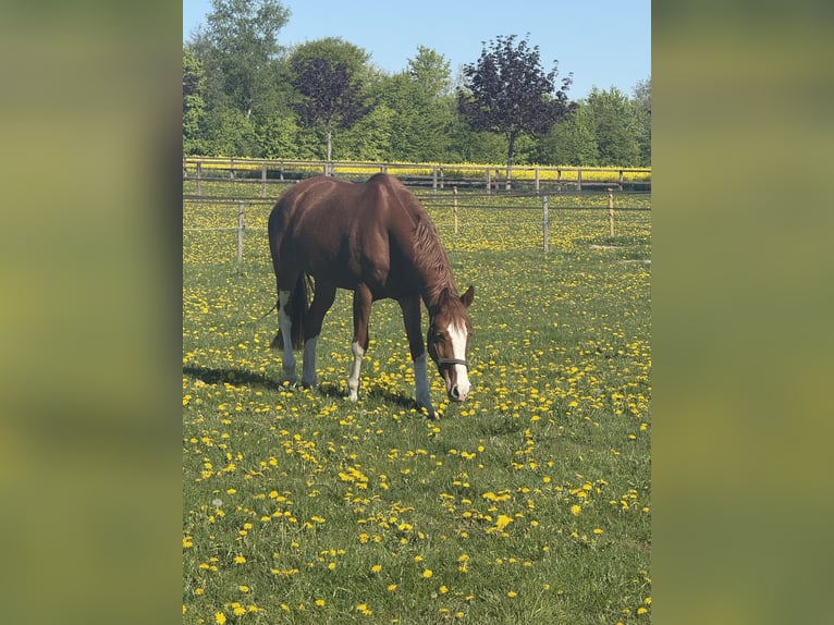 Hannover Giumenta 4 Anni 165 cm Sauro in OststeinbekOststeinbek