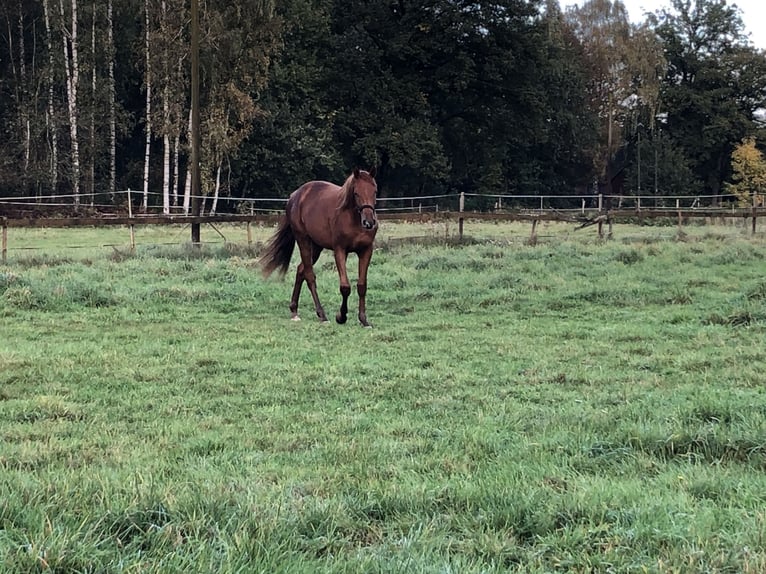 Hannover Giumenta 4 Anni 165 cm Sauro in Peine