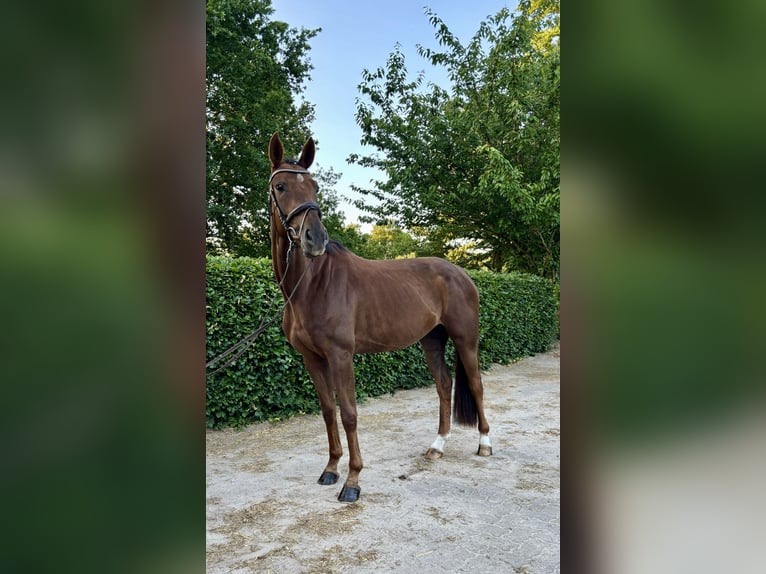 Hannover Giumenta 4 Anni 165 cm Sauro scuro in Scharmbeck