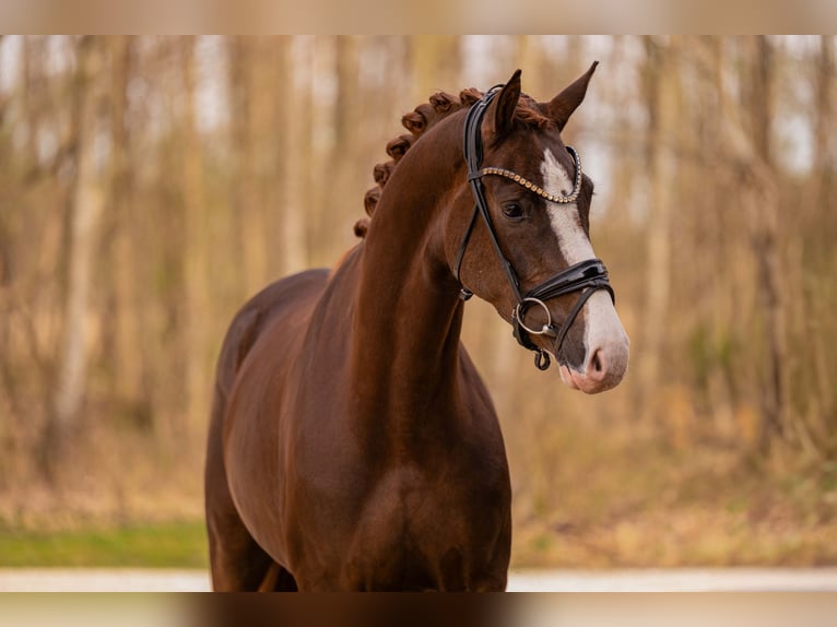 Hannover Giumenta 4 Anni 165 cm Sauro scuro in Wehringen