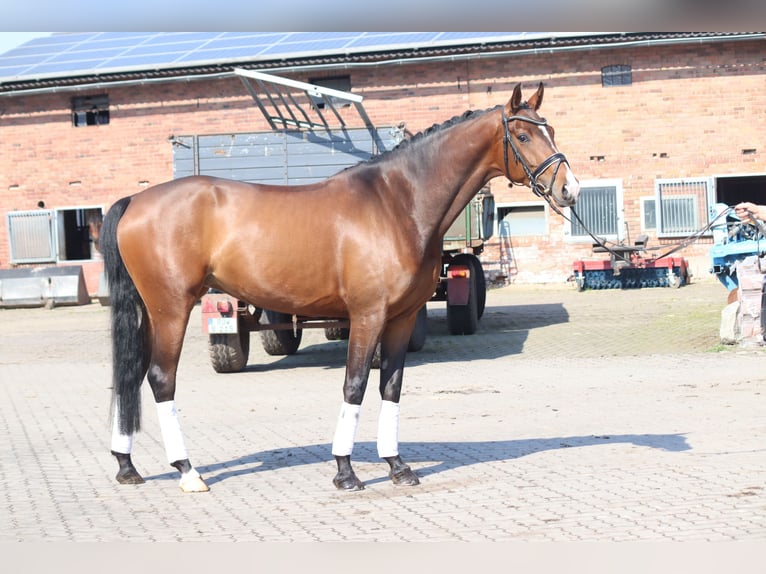 Hannover Giumenta 4 Anni 165 cm Sauro scuro in Selsingen