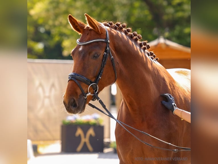Hannover Giumenta 4 Anni 165 cm Sauro scuro in Verden
