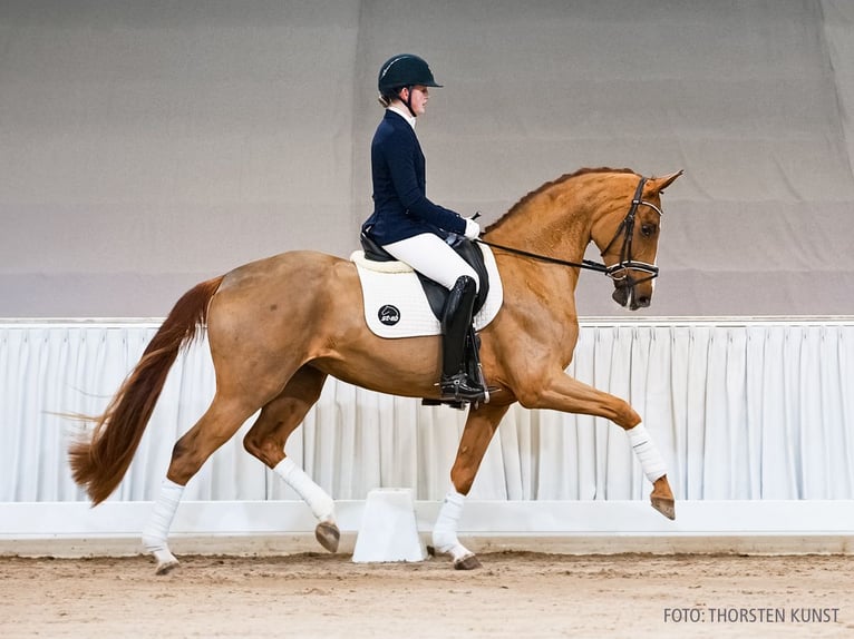 Hannover Giumenta 4 Anni 165 cm Sauro scuro in Verden