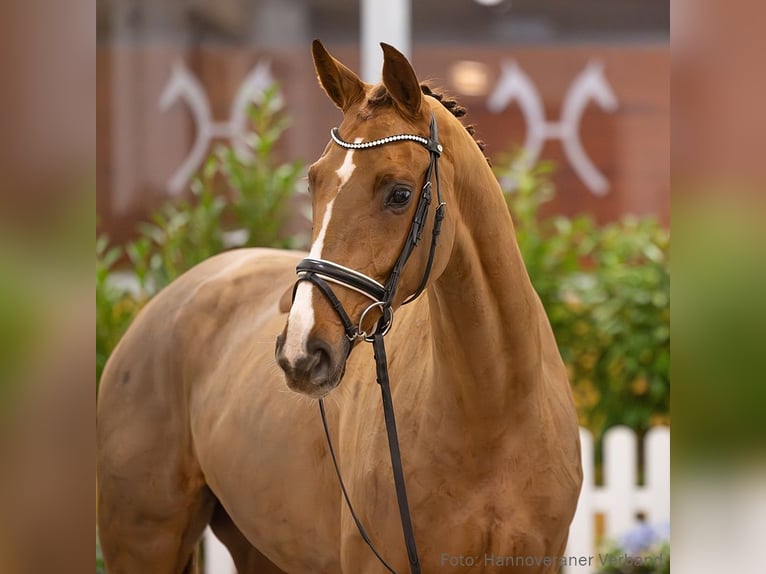 Hannover Giumenta 4 Anni 165 cm Sauro scuro in Verden