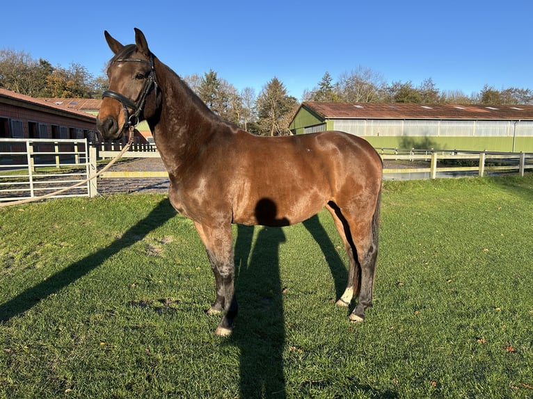 Hannover Giumenta 4 Anni 166 cm Baio in Cuxhaven