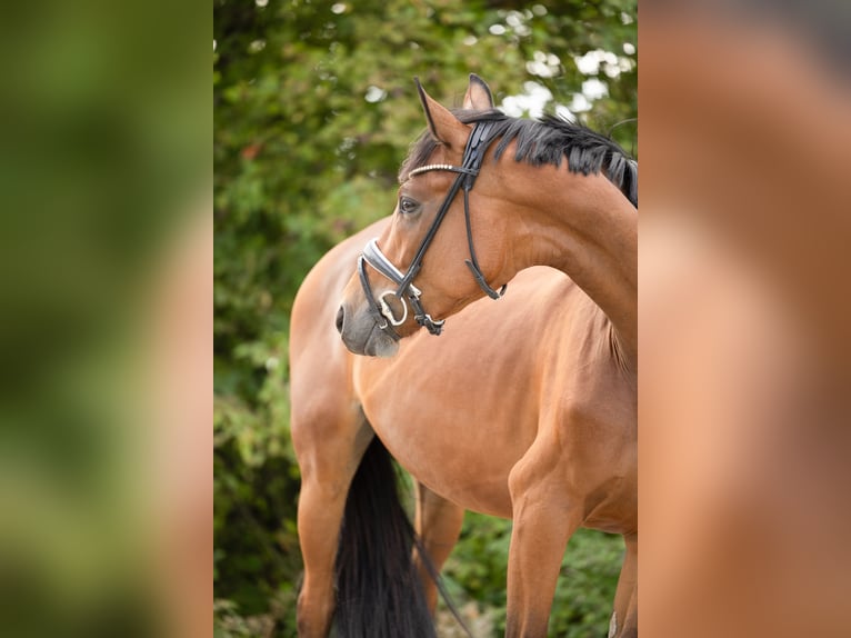 Hannover Giumenta 4 Anni 166 cm Baio in Braunschweig