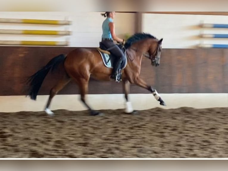 Hannover Giumenta 4 Anni 166 cm Baio in OttersbergOttersberg