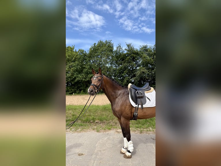 Hannover Giumenta 4 Anni 166 cm Baio in Hammah