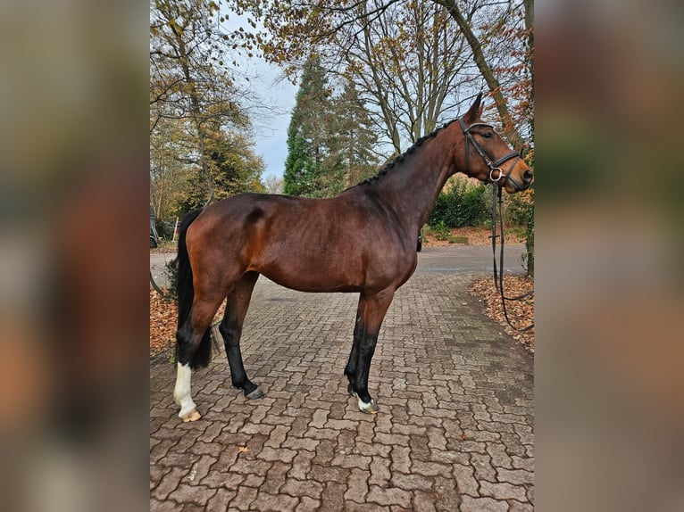 Hannover Giumenta 4 Anni 166 cm Baio in Maasen