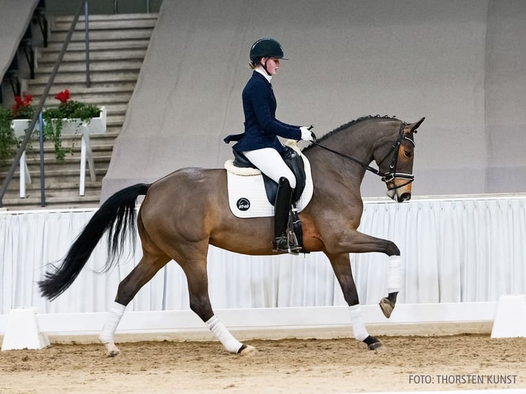 Hannover Giumenta 4 Anni 166 cm Baio in Verden