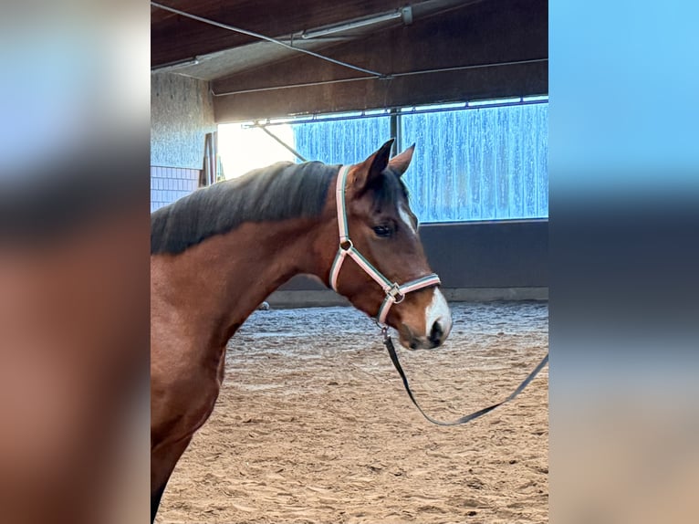 Hannover Giumenta 4 Anni 166 cm Baio in Neumünster