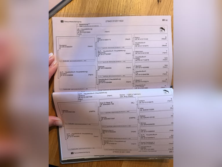 Hannover Giumenta 4 Anni 166 cm Baio in Neumünster