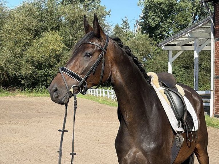 Hannover Giumenta 4 Anni 166 cm Baio nero in Verden (Aller)