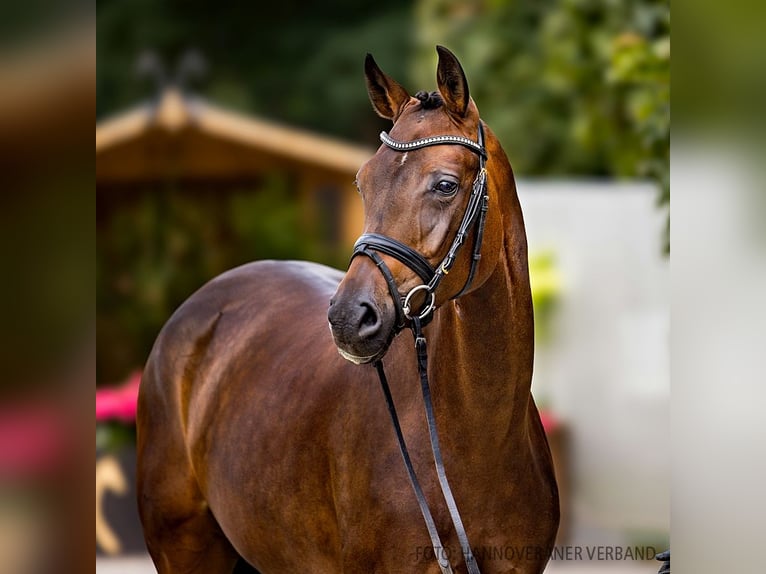 Hannover Giumenta 4 Anni 166 cm Baio nero in Verden