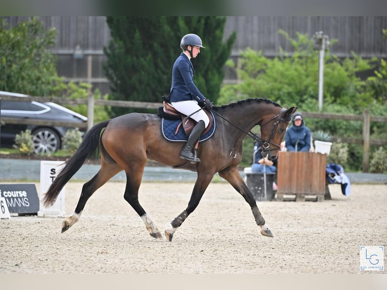 Hannover Giumenta 4 Anni 166 cm Baio scuro in Le Mans