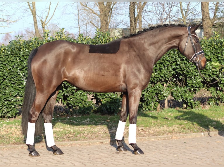 Hannover Giumenta 4 Anni 166 cm Baio scuro in Selsingen