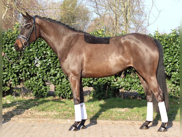 Hannover Giumenta 4 Anni 166 cm Baio scuro in Selsingen