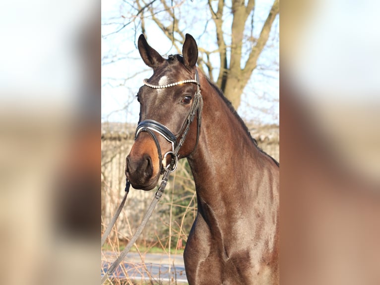 Hannover Giumenta 4 Anni 166 cm Baio scuro in Selsingen