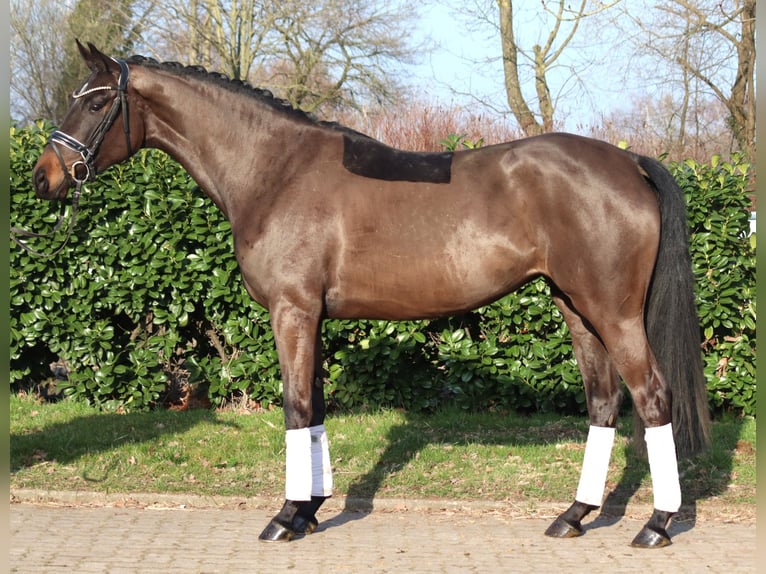 Hannover Giumenta 4 Anni 166 cm Baio scuro in Selsingen