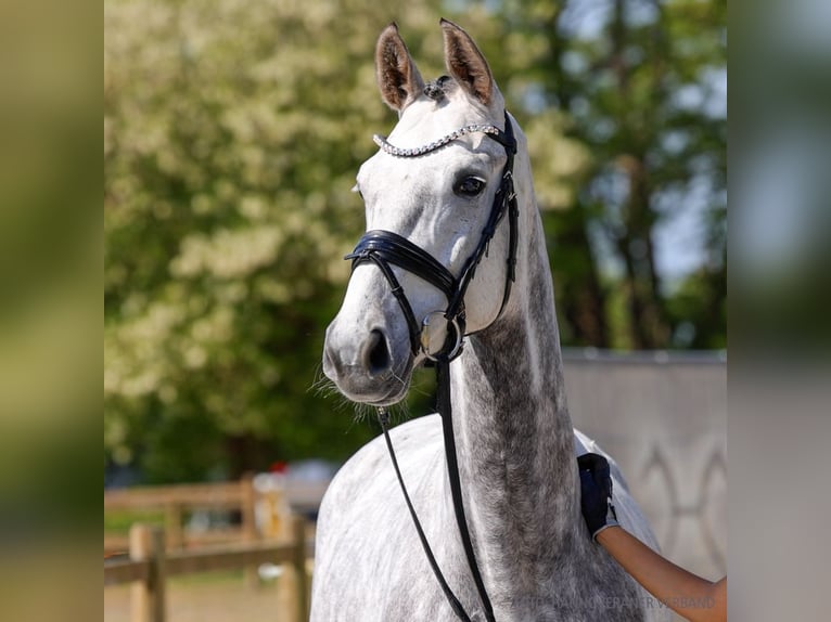 Hannover Giumenta 4 Anni 166 cm Grigio in Verden