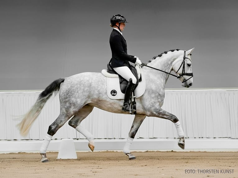 Hannover Giumenta 4 Anni 166 cm Grigio in Verden