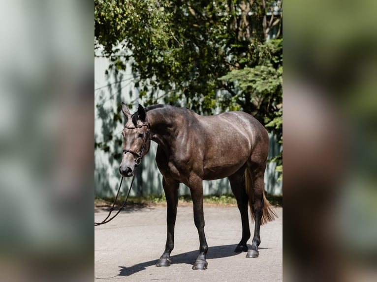 Hannover Giumenta 4 Anni 166 cm Grigio in DUSZNIKI