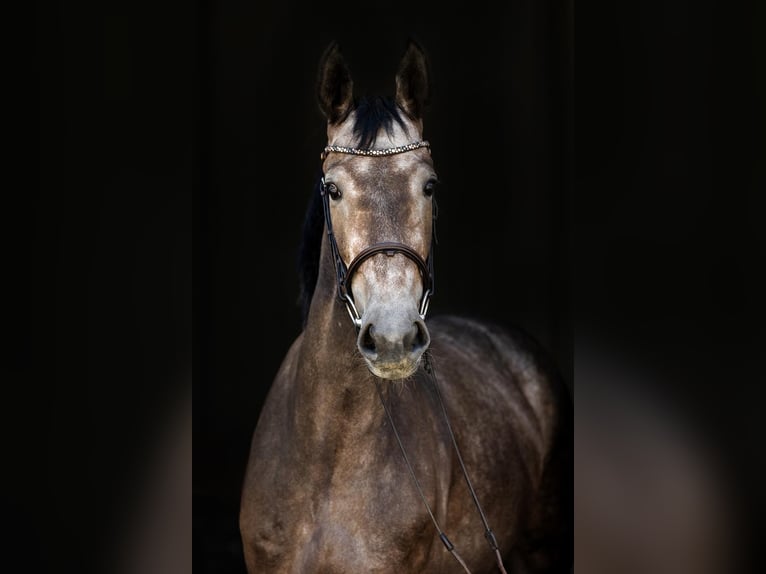 Hannover Giumenta 4 Anni 166 cm Grigio in DUSZNIKI