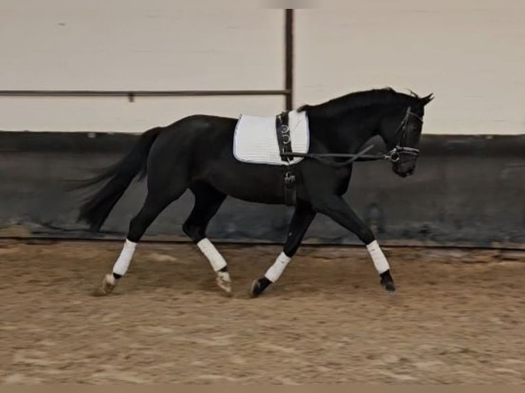 Hannover Giumenta 4 Anni 166 cm Morello in Geestland