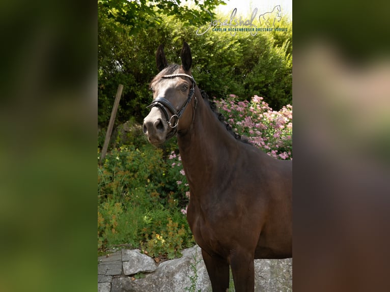 Hannover Giumenta 4 Anni 166 cm Morello in Mühlhausen