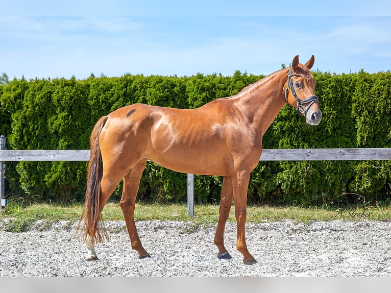 Hannover Giumenta 4 Anni 166 cm Sauro in Petting