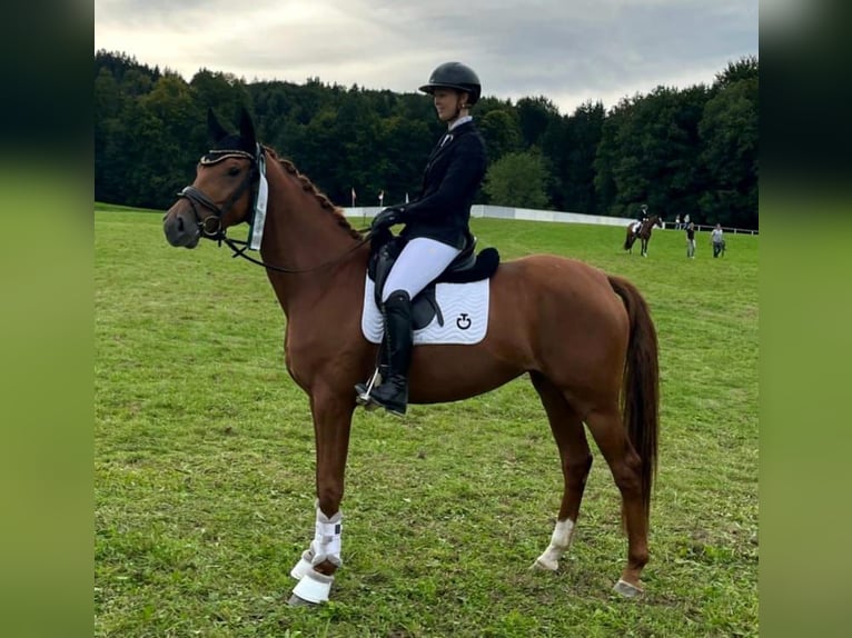 Hannover Giumenta 4 Anni 166 cm Sauro in Petting