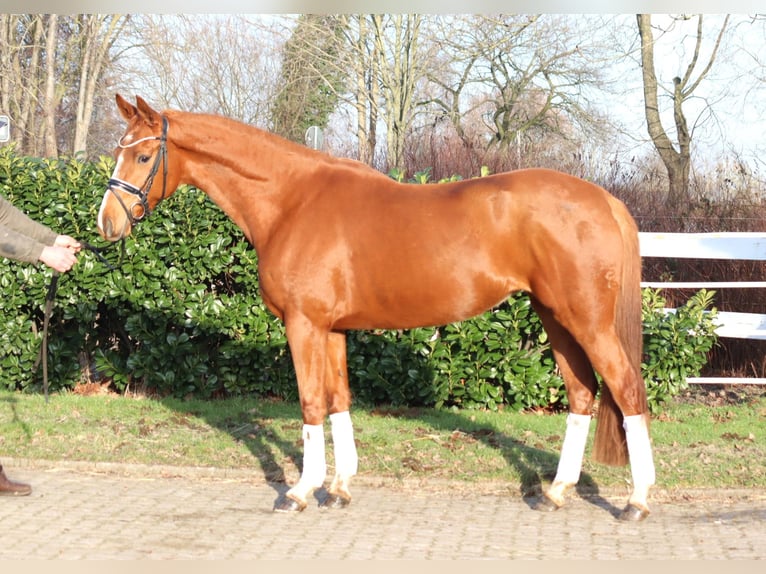 Hannover Giumenta 4 Anni 166 cm Sauro in Selsingen