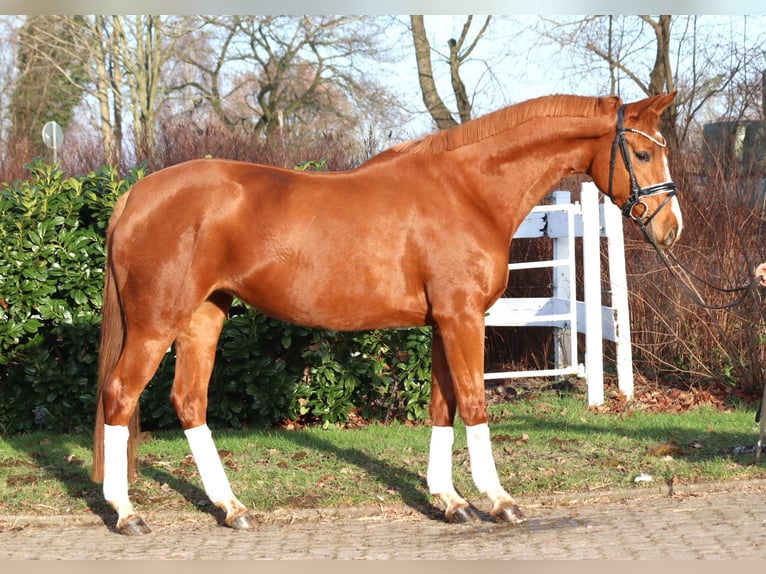 Hannover Giumenta 4 Anni 166 cm Sauro in Selsingen