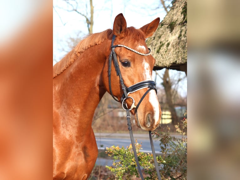 Hannover Giumenta 4 Anni 166 cm Sauro in Selsingen