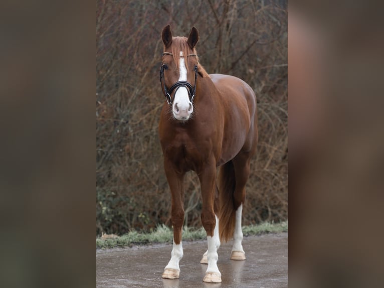 Hannover Giumenta 4 Anni 166 cm Sauro in Braunschweig