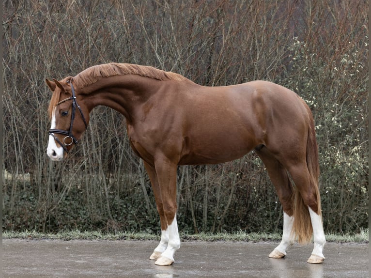 Hannover Giumenta 4 Anni 166 cm Sauro in Braunschweig