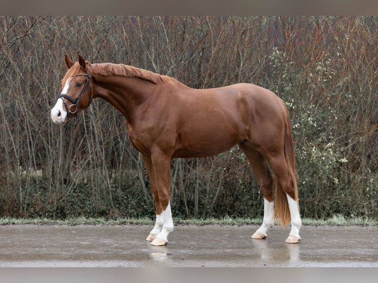 Hannover Giumenta 4 Anni 166 cm Sauro in Braunschweig