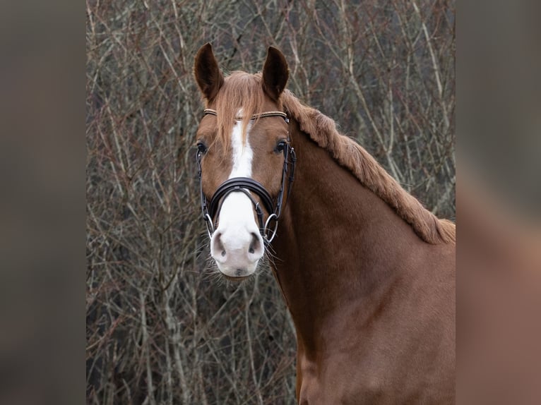 Hannover Giumenta 4 Anni 166 cm Sauro in Braunschweig