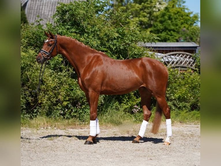 Hannover Giumenta 4 Anni 166 cm Sauro in Hohenfelde