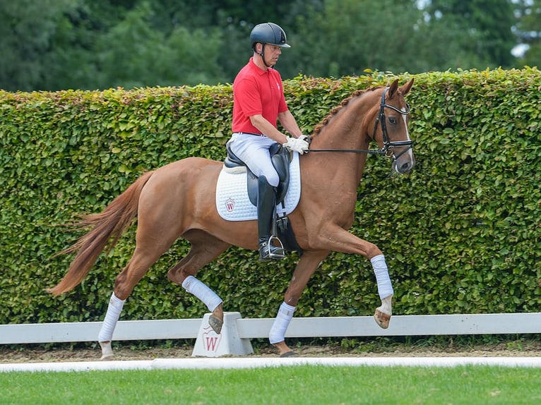 Hannover Giumenta 4 Anni 166 cm Sauro in Münster