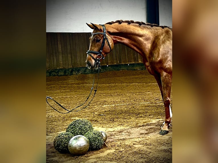 Hannover Giumenta 4 Anni 166 cm Sauro in Siedenburg