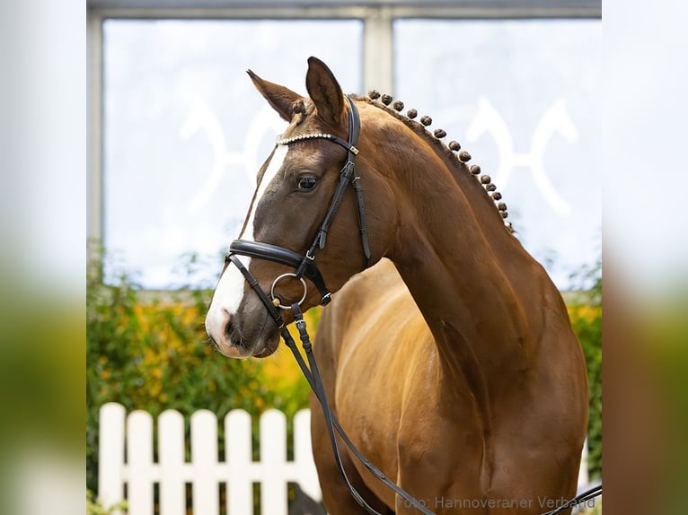 Hannover Giumenta 4 Anni 166 cm Sauro in Verden