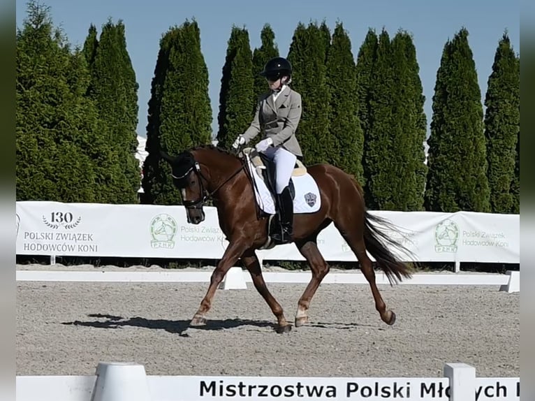 Hannover Giumenta 4 Anni 166 cm Sauro in Wysin