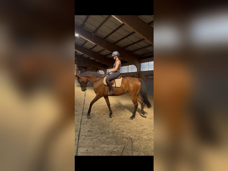 Hannover Giumenta 4 Anni 167 cm Baio in Bad Grund (Harz)