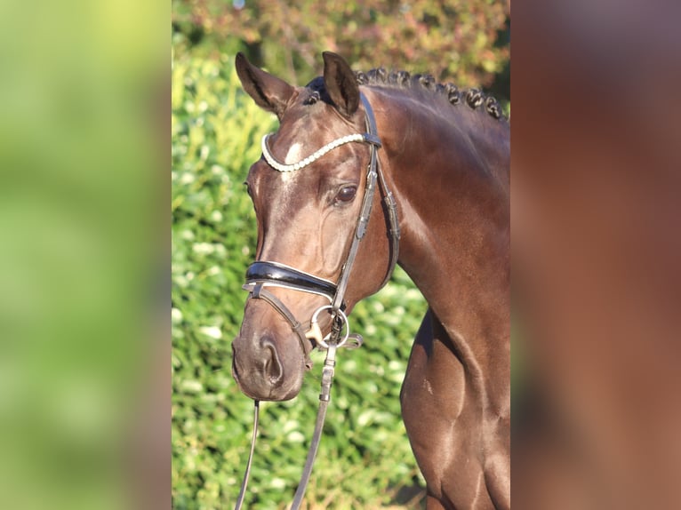 Hannover Giumenta 4 Anni 167 cm Baio in Selsingen
